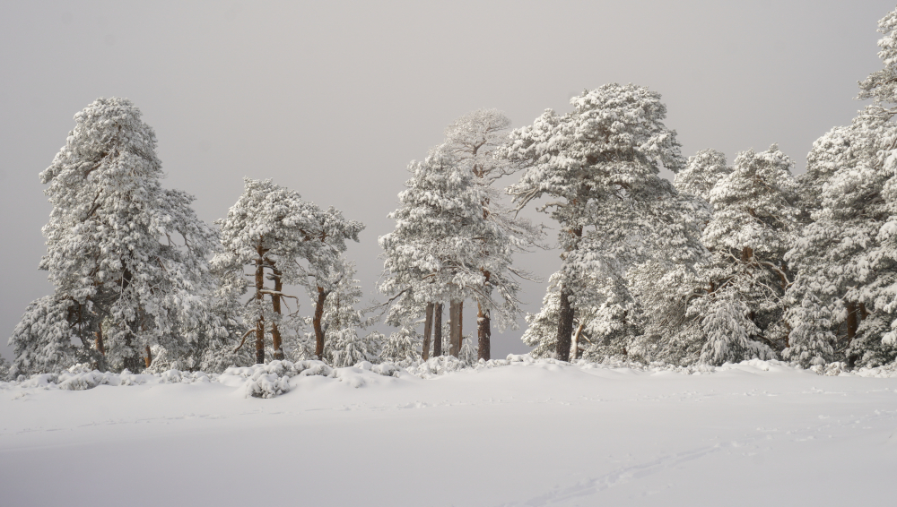 Nieve, niebla y cencellada blanca en los alrededores del puerto de Navacerrada
