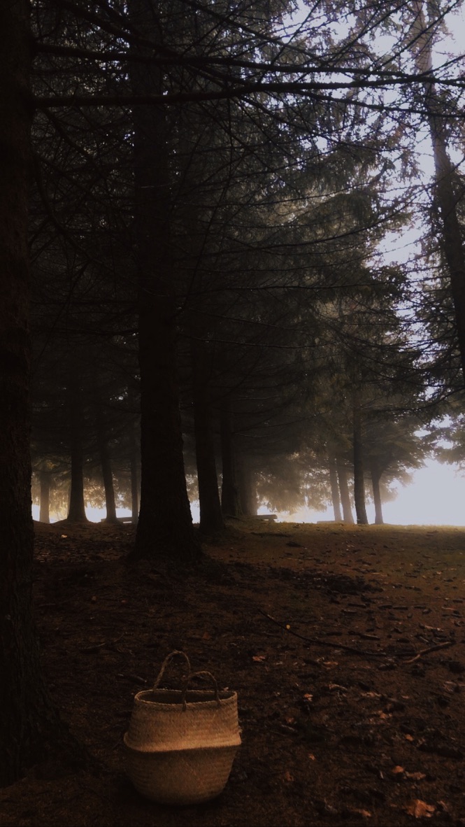 Bosque de pinos con niebla que esconde setas comestibles.
