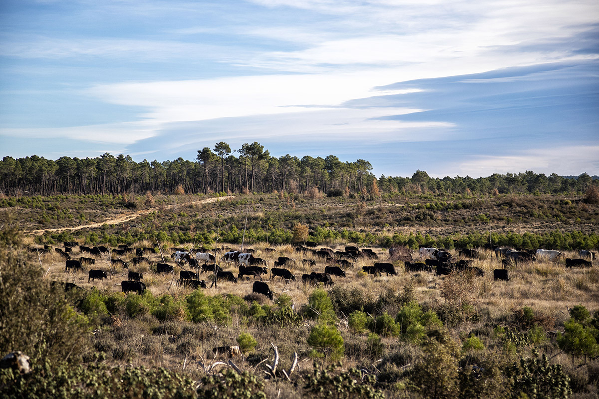 Las vacas bravas bajan dirección al sur de España atravesando la provincia de Cuenca.
