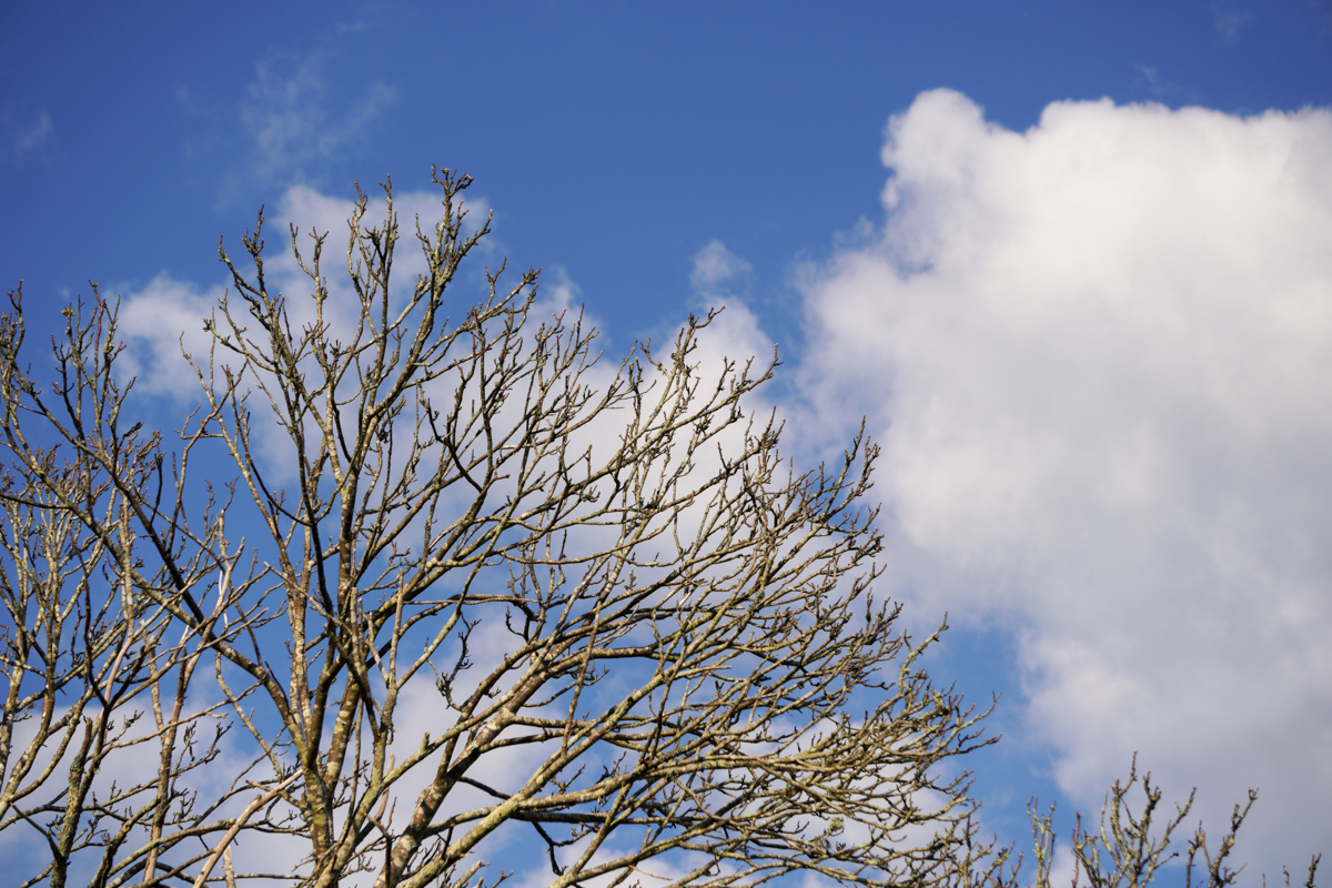 Retrato de unas nubes y un árbol.
