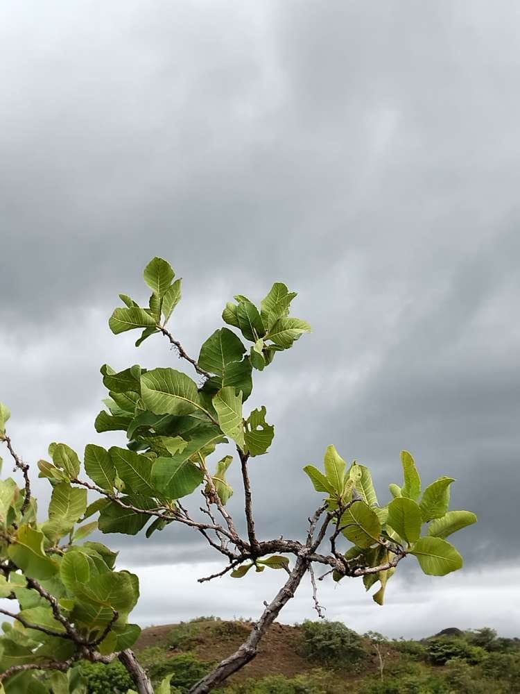 Árbol de chumico bajo las nubes.
