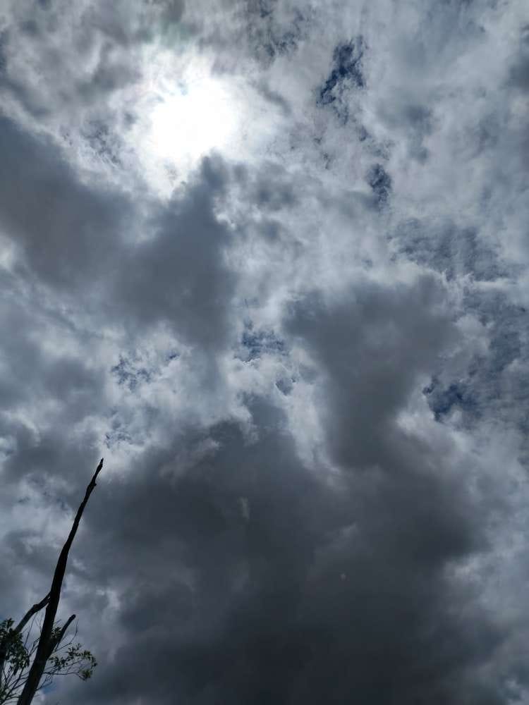 La rama seca de un árbol mira al cielo.
