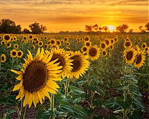 El_ocaso_de_los_Girasoles.jpg